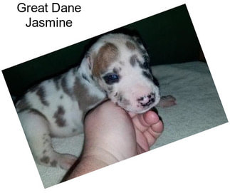 Great Dane Jasmine