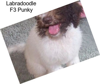 Labradoodle F3 Punky