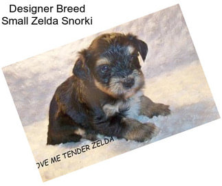 Designer Breed Small Zelda Snorki