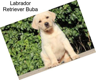 Labrador Retriever Buba