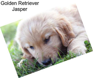 Golden Retriever Jasper