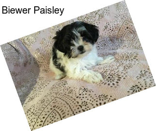 Biewer Paisley