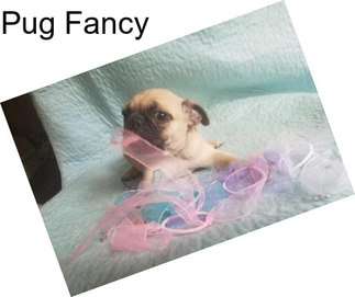 Pug Fancy