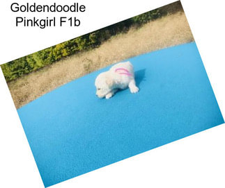 Goldendoodle Pinkgirl F1b