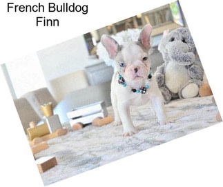 French Bulldog Finn