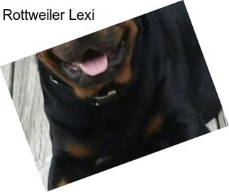 Rottweiler Lexi