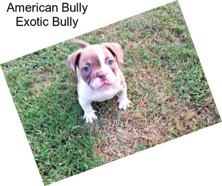 American Bully Exotic Bully