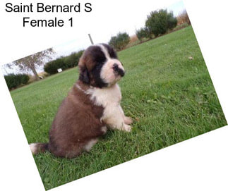 Saint Bernard S Female 1
