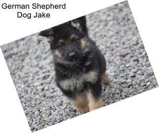German Shepherd Dog Jake