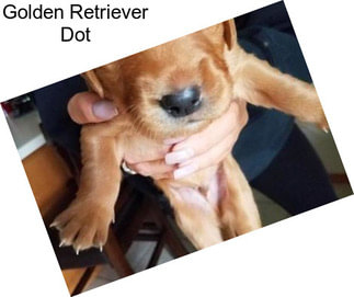 Golden Retriever Dot