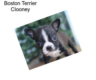 Boston Terrier Clooney