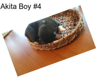 Akita Boy #4