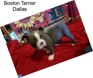 Boston Terrier Dallas
