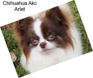 Chihuahua Akc Arlet