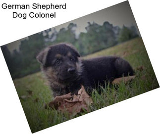 German Shepherd Dog Colonel