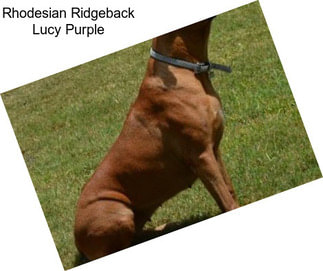 Rhodesian Ridgeback Lucy Purple