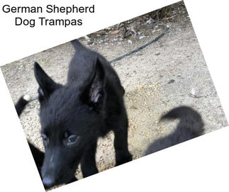 German Shepherd Dog Trampas