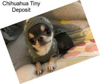 Chihuahua Tiny Deposit