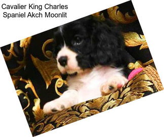 Cavalier King Charles Spaniel Akch Moonlit