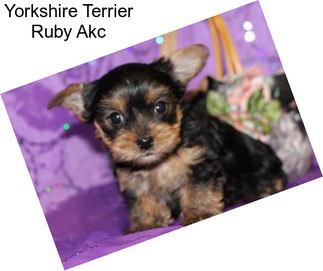 Yorkshire Terrier Ruby Akc