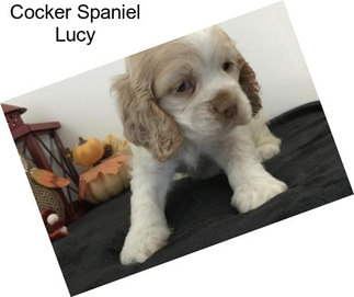 Cocker Spaniel Lucy