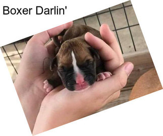 Boxer Darlin\'