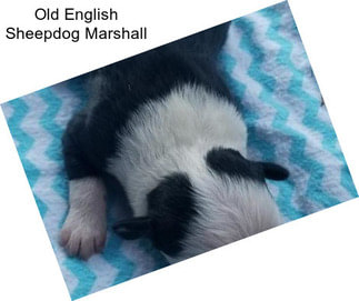 Old English Sheepdog Marshall