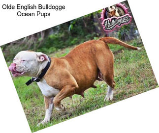 Olde English Bulldogge Ocean Pups