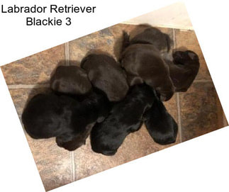 Labrador Retriever Blackie 3