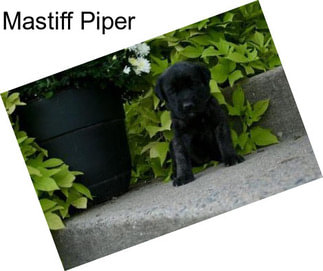 Mastiff Piper