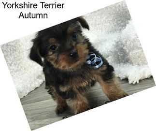 Yorkshire Terrier Autumn