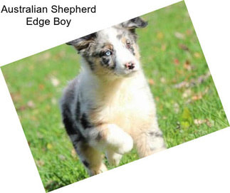 Australian Shepherd Edge Boy