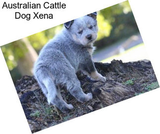 Australian Cattle Dog Xena