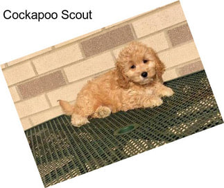 Cockapoo Scout