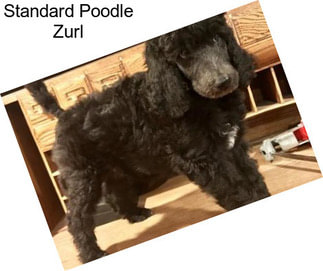 Standard Poodle Zurl