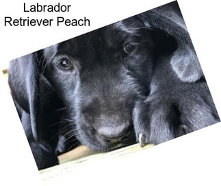 Labrador Retriever Peach