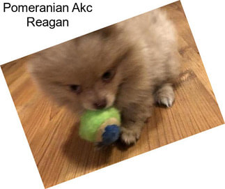 Pomeranian Akc Reagan