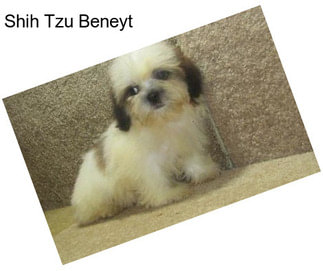 Shih Tzu Beneyt