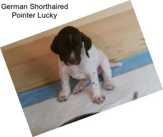 German Shorthaired Pointer Lucky