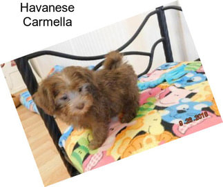 Havanese Carmella