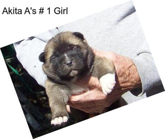Akita A\'s # 1 Girl