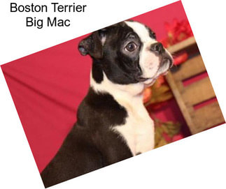 Boston Terrier Big Mac