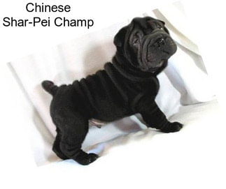 Chinese Shar-Pei Champ