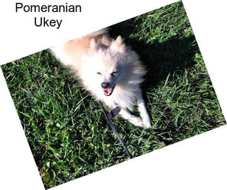 Pomeranian Ukey