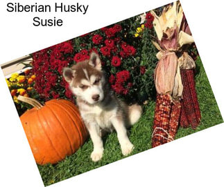 Siberian Husky Susie