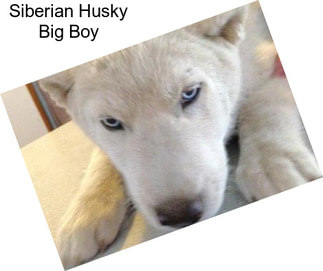 Siberian Husky Big Boy