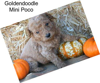 Goldendoodle Mini Poco