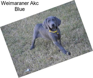 Weimaraner Akc Blue