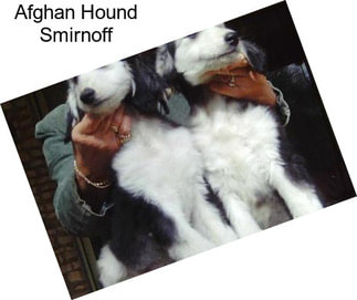 Afghan Hound Smirnoff