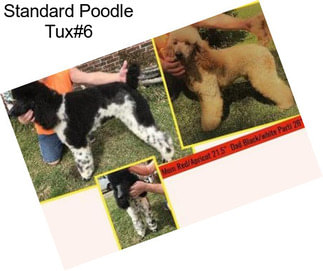 Standard Poodle Tux#6